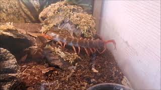 Scolopendra dehaani quot Tyson quot hat Durst [upl. by Zela]