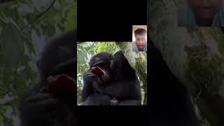 Chimpanzees also eat Meat shortvideo [upl. by Nnayd524]