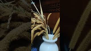 Foxtail Millet panicle for home decoration millets homedecor driedflowerbouquet ytshortsindia [upl. by Trotter]