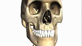 Foramina of the Skull and Cranial Fossae  Anatomy Tutorial PART 1 [upl. by Nibot]