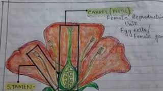 Bisexual Flowers 🌺 and Monosexual Flowers 🌼 Class 5 [upl. by Lombardi163]