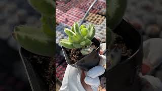 Growing up succulent [upl. by Maretz]