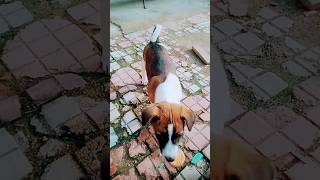 mai animals feeder 🌹✌️ music song rrr tamil live dog doglover bolllywoodsong lovesong [upl. by Rome336]