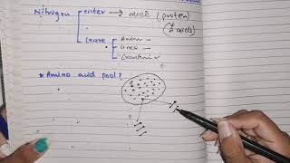 Amino acid Metabolism Part 1 overview amino acid pool protein turnover phenomenon biochemistry [upl. by Brendon207]