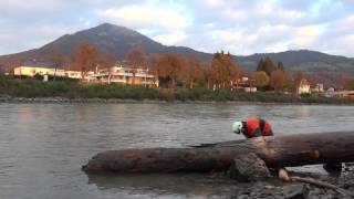 RiesenBaumstamm in der Salzach [upl. by Materse]