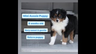 Mini Australian Shepherd Puppy [upl. by Phi105]