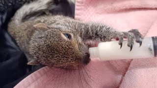 Syringe Feeding Baby Squirrel [upl. by Prima]