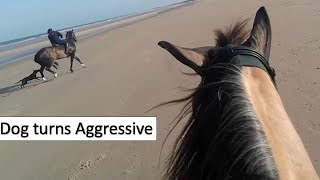 When a Dog suddenly turns Aggressive its a frightening experience Bridlington Beach [upl. by Gitel]