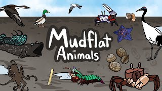 Mudflat Animals  What kind of Animals live inside the mudflat  Sea Animal  Kids Draw [upl. by Engedus]