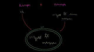 Autotrophs vs Heterotrophs EVERYTHING YOU NEED TO KNOW Biology Metabolism MCAT [upl. by Larianna]