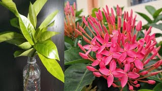 Easy way to propagate Chinese ixora 🤩😍l Propagation by cutting l FunGardeninge2k [upl. by Arua]