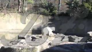 Knut Death Footage [upl. by Clarise]