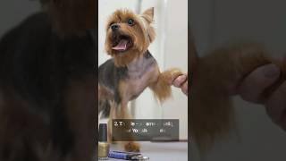 Here are the Top 5 Rare Names for a Boy Yorkshire Terrier cutedog pets doglover dog [upl. by Ytima]