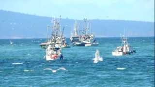 Herring fishery at Qualicum Beach [upl. by Yhtamit]