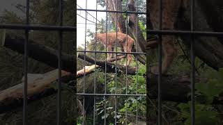 CARPATHIAN LYNXES AT NEWQUAY ZOO  PART TWO shorts zoo animals nature lynx [upl. by Drobman]