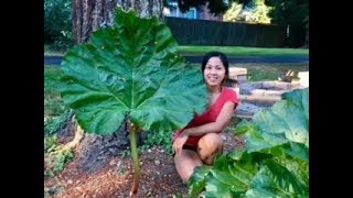 Rhubarb Harvest  Huge Rhubarb Leaf [upl. by Gnot]