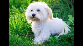 Dogfidelity  Bichons Maltais [upl. by Basia]