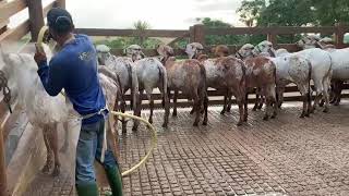 Gir Girolando breed cattle in BRAZIL [upl. by Ahtiek652]