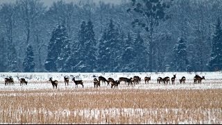 Jägerprüfung Niedersachsen Quiz Ansprechübungen Rehwild im Winterhaar [upl. by Zelten]