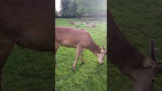 Captain  Walk in the deer park 🦌 🚶 [upl. by Nallaf]