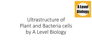 Ultrastructure of Plant and Bacteria cells  A Level Biology [upl. by Efeek335]