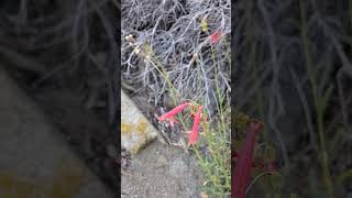 Penstemon rostriflorus in the Sacatar Trail Wilderness Near Kennedy Meadows sierranevada nature [upl. by Ylhsa]