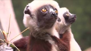 Baby Sifaka Lemur at Bronx Zoo [upl. by Dwan]