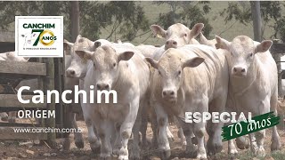 Especial Canchim 70 anos  Origem [upl. by Swan]