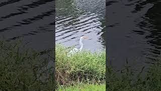 Great Egret [upl. by Aihtibat633]