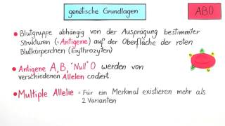 Blutgruppen AB0 und Rhesusfaktor und ihre Vererbung  Biologie  Genetik [upl. by Anedal]