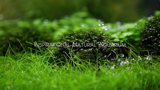 Inspirational Natural Aquarium [upl. by Amos]