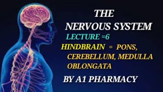 HINDBRAIN  PONS MEDULLA OBLONGATACEREBELLUM [upl. by Baruch373]