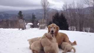 Butternut Goldens  Mother Playing With Her Pups [upl. by Debee]