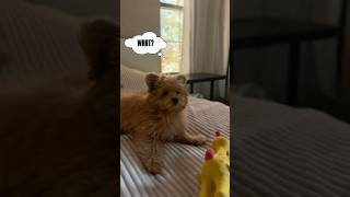 Oh my Gosh pomapoo funny videodog dance y [upl. by Llemej631]