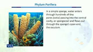 Phylum Porifear  Biodiversity amp EvolutionII  BT201Topic034 [upl. by Spillihp]