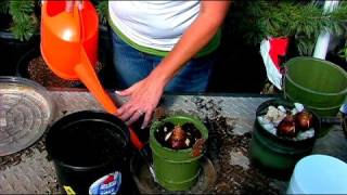 Planting amp Growing Flower Bulbs  How to Grow Amaryllis Bulbs [upl. by Hsekin]