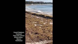 2022 Sargassum  Mexico  Grand Palladium Kantenah  Yucatan [upl. by Annal]