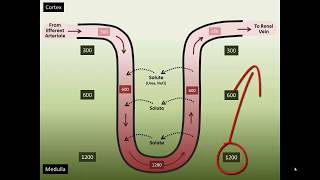 Vasa Recta Counter Current Exchange [upl. by Atsyrt865]