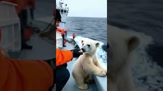 The lost polar bear reunited with her mom [upl. by Mace]