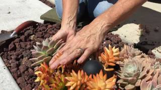 Succulent Planting Tips [upl. by Bickart]