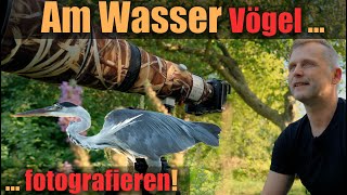 Vögel am Wasser fotografieren 📷 und beobachten Den Graureiher mal anders fotografieren [upl. by Imik]