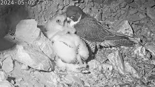 Alcatraz Peregrine Falcon Nest Livestream Larry gets chicks 🐥 tucked in for the night 💤🌙 2024 May 2 [upl. by Yllil442]