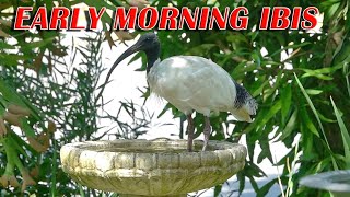 Early morning Ibis in our garden [upl. by Nylimaj]