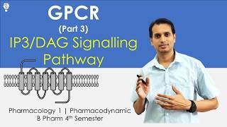 GProtein Coupled Receptor Part 3 IP3 DAG Signaling Pathways  Signal Transduction Pathway [upl. by Inafit]