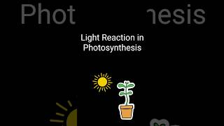 Light Reaction ll Unit  Photosynthesis ll youtubeshorts [upl. by Malliw]