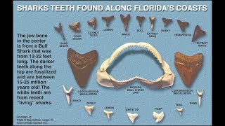 Hunting for Sharks Teeth in St Augustine and Ponte Vedra Florida [upl. by Ydroj808]