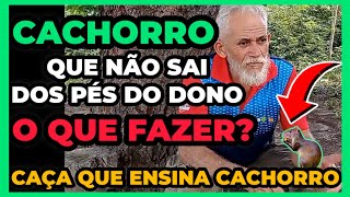 🔴 CACHORRO DE CAÇA QUE SÓ QUER ACUAR CUTIA O QUE FAZER ESSA CAÇA ENSINA CACHORRO A CAÇAR [upl. by Juliano926]