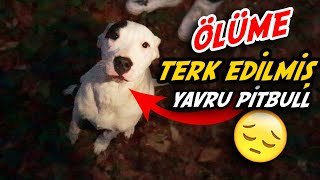 ORMANDA ÖLÜME TERK EDİLMİŞ PİTBULL YAVRUSU GÖZLERİMİZE İNANAMADIK [upl. by Ferneau170]