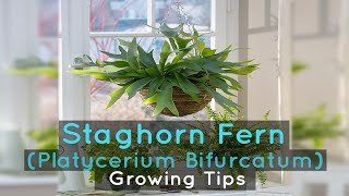 Staghorn Fern Platycerium Bifurcatum Growing Tips [upl. by Allyn]