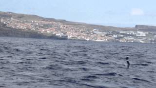 Feas Petrel  Pterodroma feae deserta  Madeira off Machico 16052015 [upl. by Anawik]